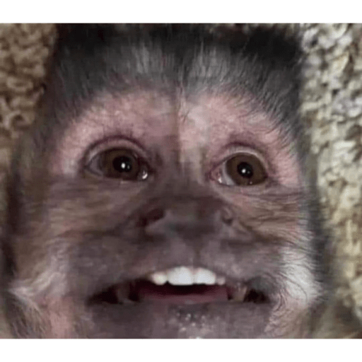 Monkey crazy's  17