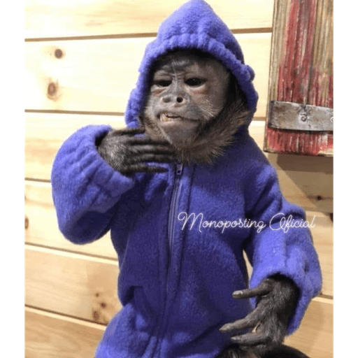 Monkey crazy's  6