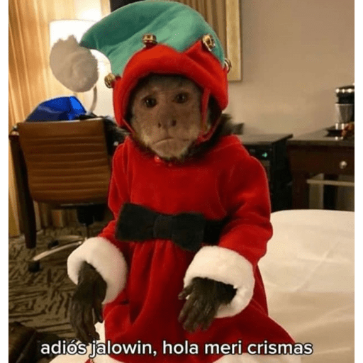 Monkey crazy's  5