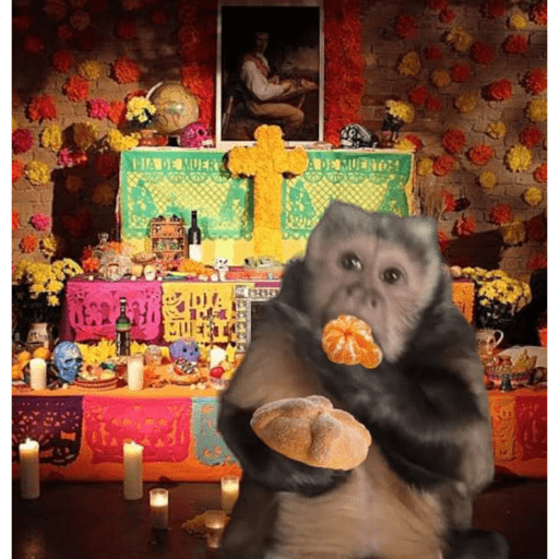 Monkey crazy's  1