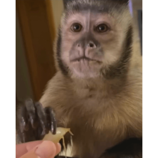 Monkey crazy's  16