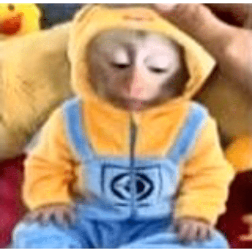 Monkey crazy's  10