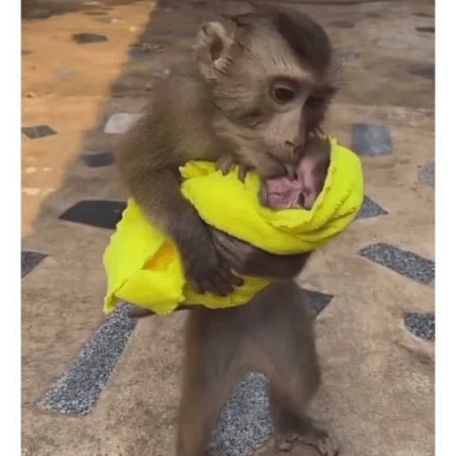 Monkey crazy's  7