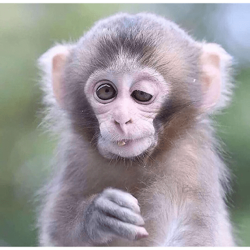 Monkey crazy's  13
