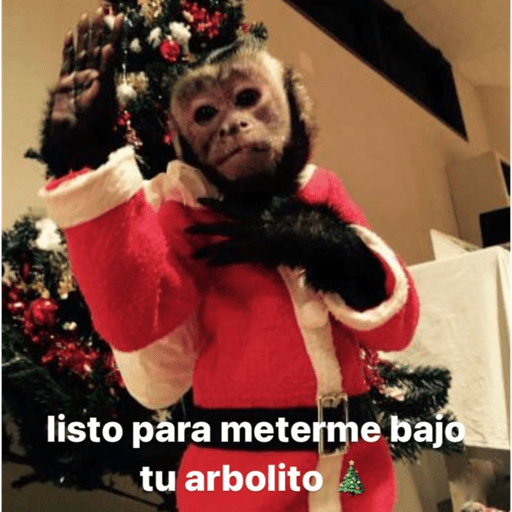 Monkey crazy's  20