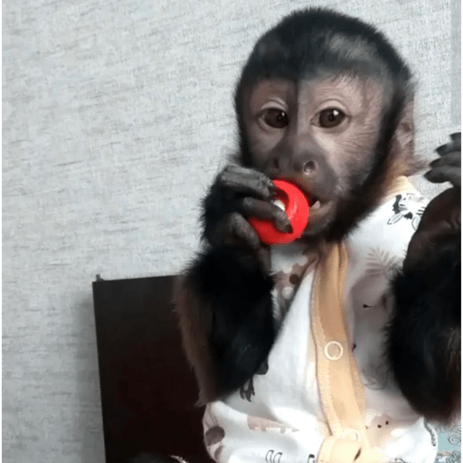 Monkey crazy's  19