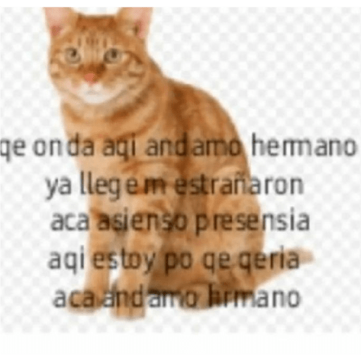 Gatooos! :3 5