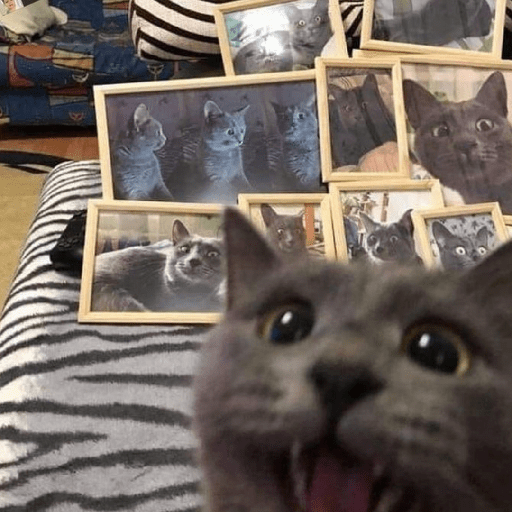 Gatooos! :3 25