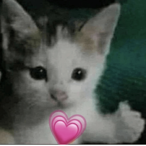 Gatooos! :3 24