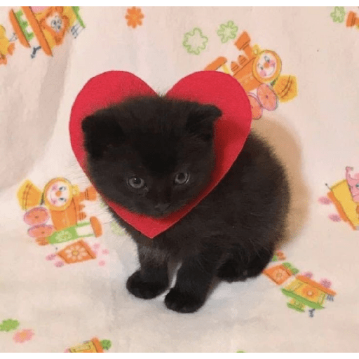 Gatooos! :3 23