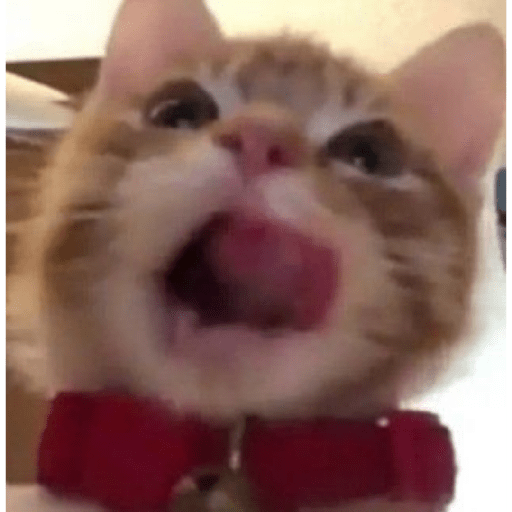 Gatooos! :3 21