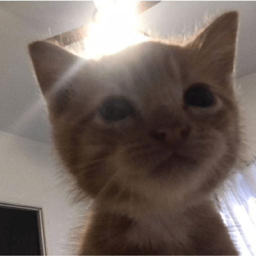 Gatooos! :3 20