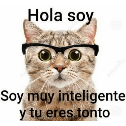 Gatooos! :3 14