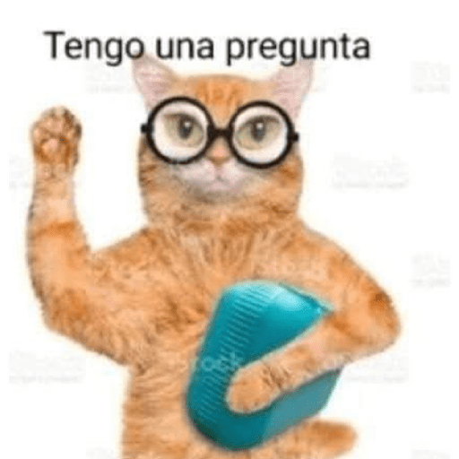 Gatooos! :3 13