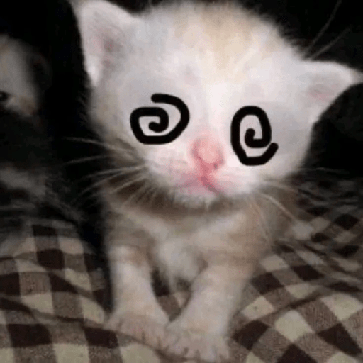 Gatooos! :3 8