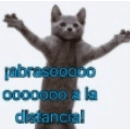 Gatooos! :3 4