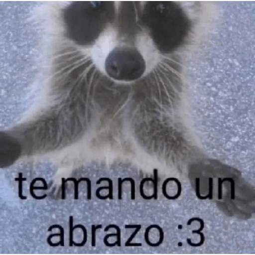 Gatooos! :3 2