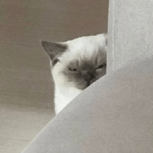 Gatitotonto 😺