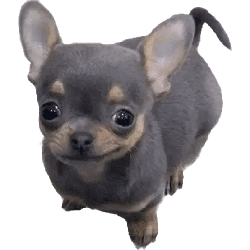 La Cuteta 5