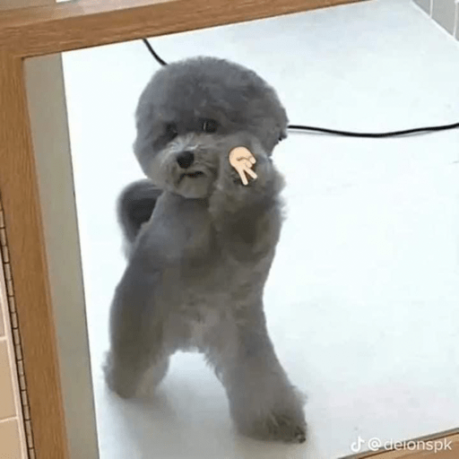 Perrito Chistoso perrito-chistoso