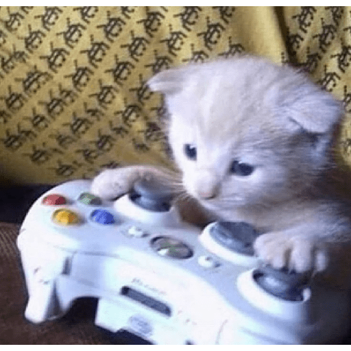 Miaw miaw miaw 2