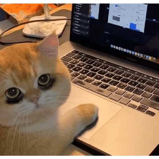 Miaw miaw miaw 3