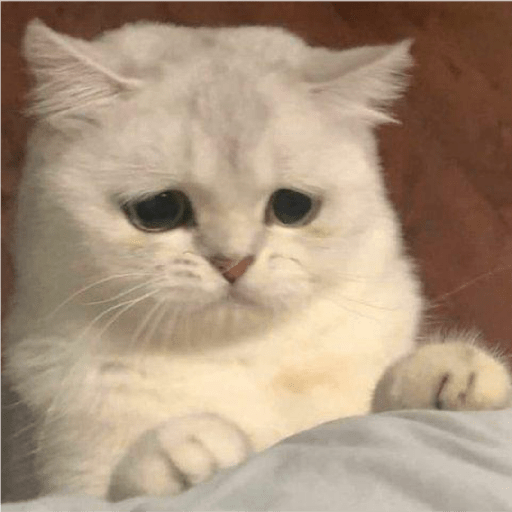 Meow 4