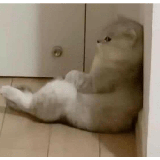 Meow 5