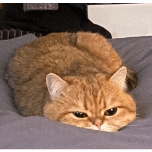 Meow 9