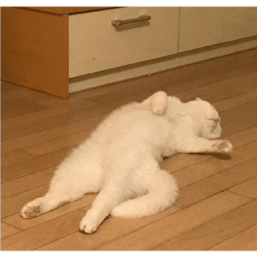 Meow 3