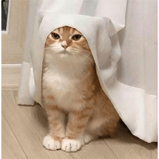 Meow 8