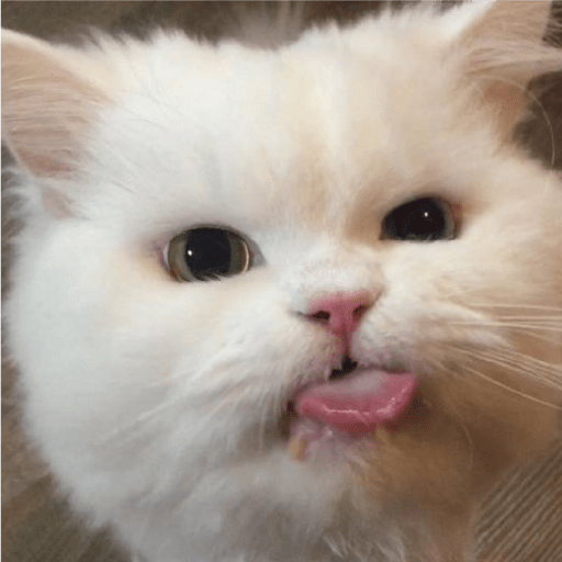 Meow 6