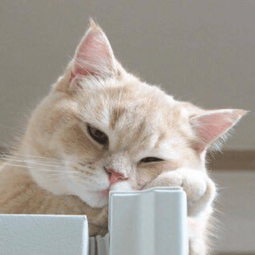 Meow 1