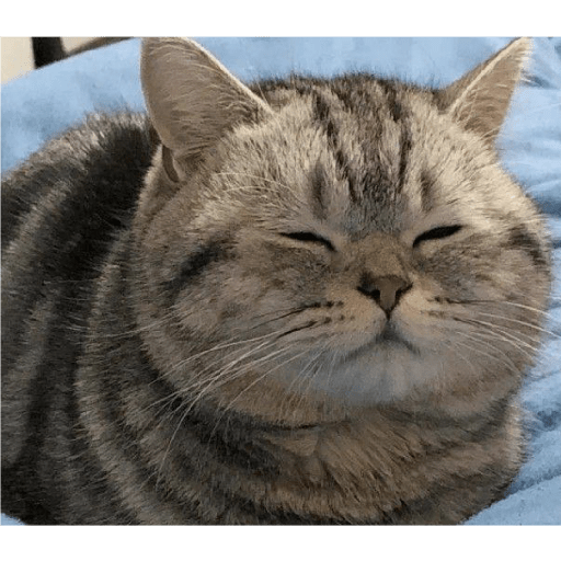 Meow 7