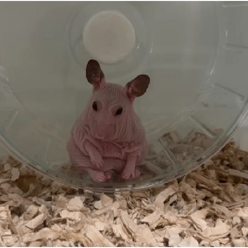 Animalitos