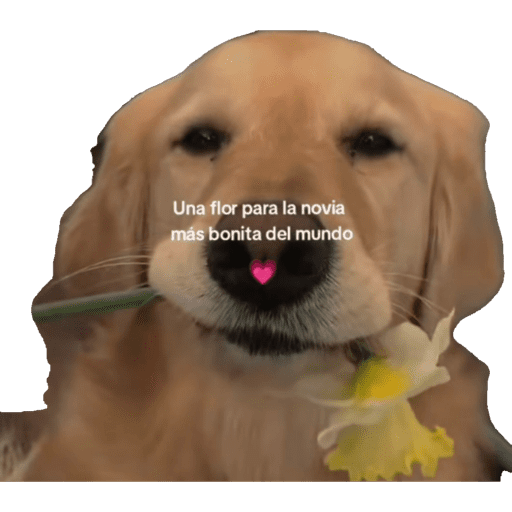 Mamadas 19