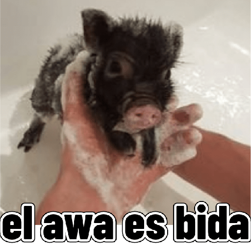Adhesiu 17