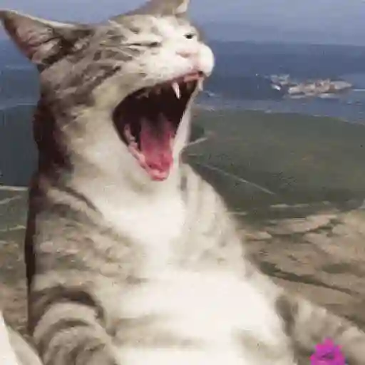 🐱Gatitos Malvados🔫 18