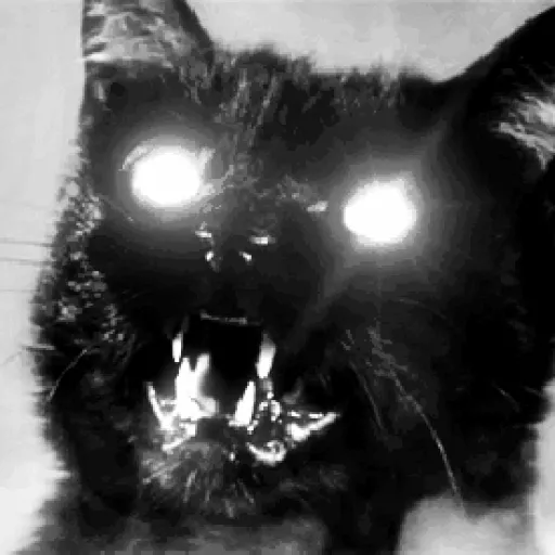 🐱Gatitos Malvados🔫 1