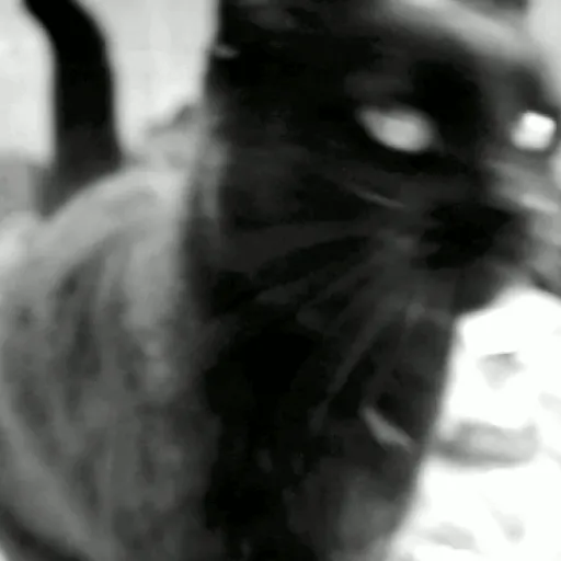 🐱Gatitos Malvados🔫 13