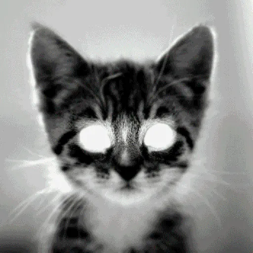 🐱Gatitos Malvados🔫 12