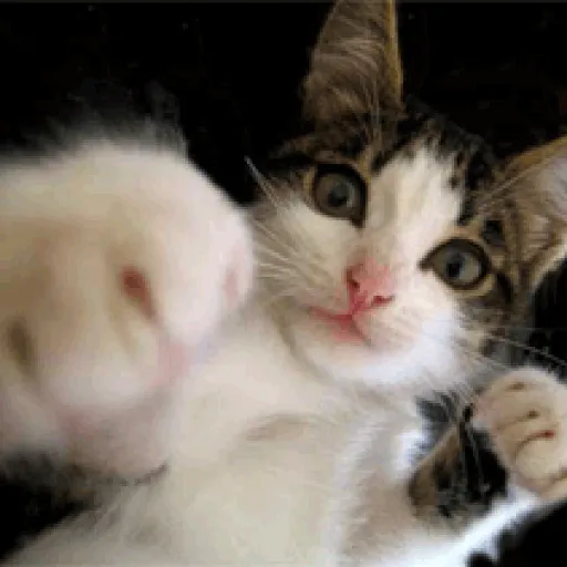 🐱Gatitos Malvados🔫 11