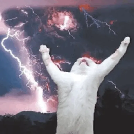 🐱Gatitos Malvados🔫 17