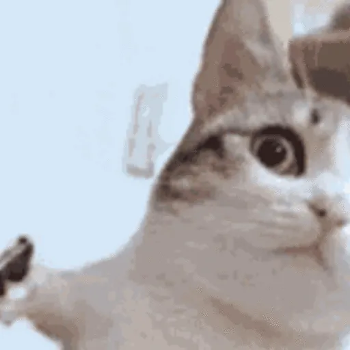 🐱Gatitos Malvados🔫 7