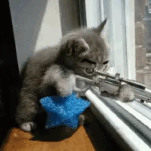 🐱Gatitos Malvados🔫 3