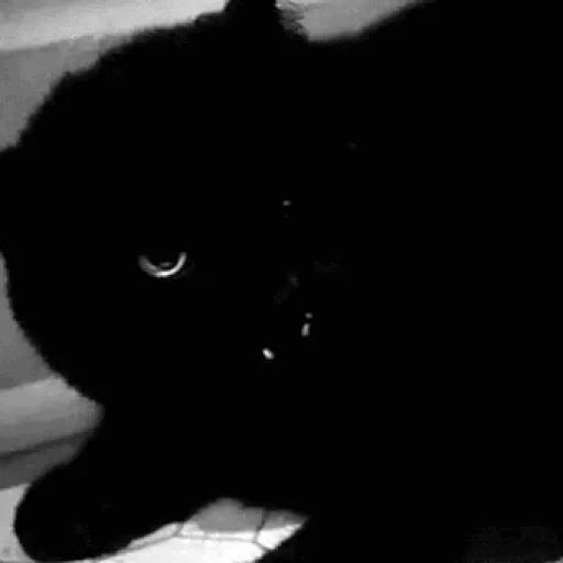 🐱Gatitos Malvados🔫 15
