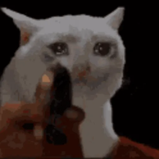 🐱Gatitos Malvados🔫 4