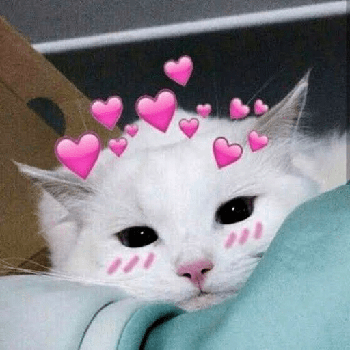 📲🐱Gatitos Para Tu Chat🐱📲 7