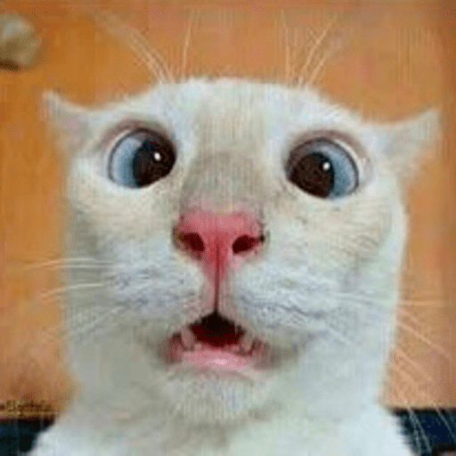 📲🐱Gatitos Para Tu Chat🐱📲 13