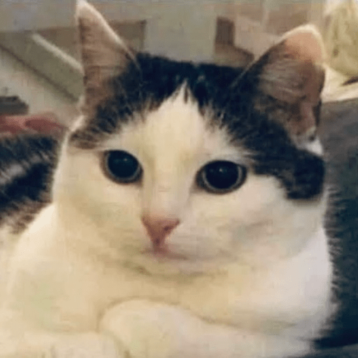 📲🐱Gatitos Para Tu Chat🐱📲 2